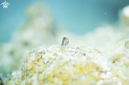 A Blenny 