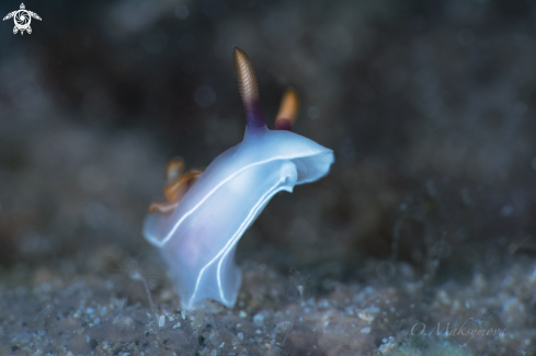 A Nudibranch Hypselodoris bullockii