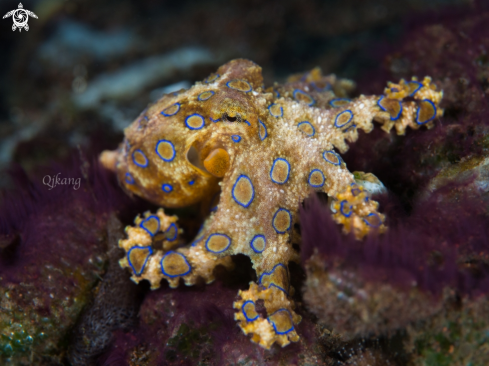 A Bluering Octopus