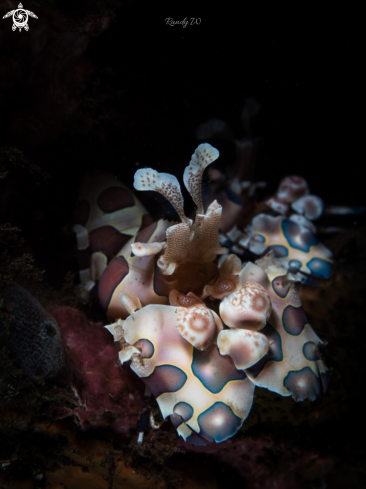 A Harlequin Shrimp