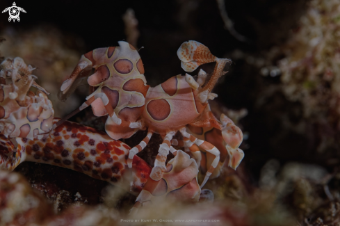 A Harlekin shrimp