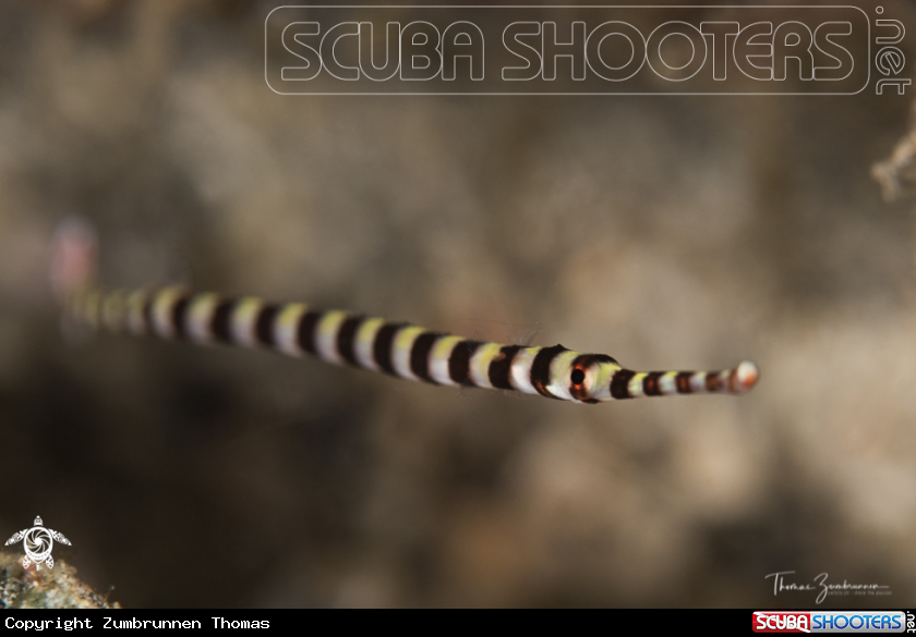 A Banded Pipefish