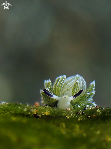 A Rabbit Costasiella