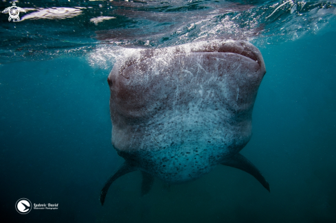 A Rhincodon typus | Whale Shark