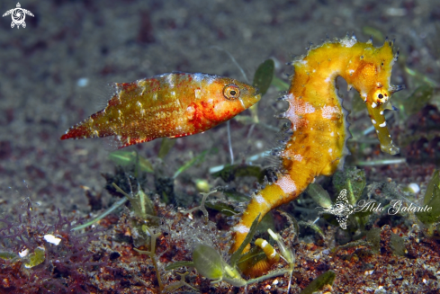 A Spiny Seahorse