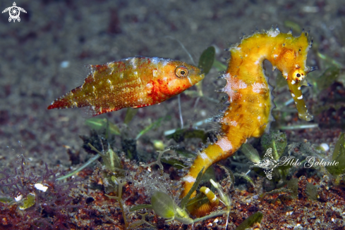 A Hippocampus histrix (Kaup, 1856) - Cheilinus chorourus (Bloch, 1791)  | Spiny Seahorse