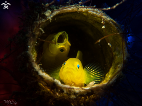 A Lemon Goby