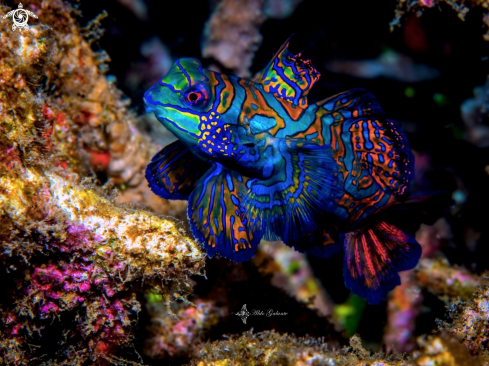 A Mandarin fish