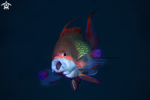 A anthias