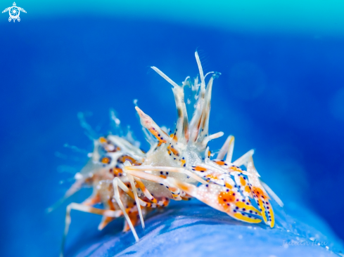 A Spiny tiger shrimp