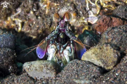 A Mantis shrimp