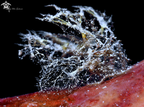 A Melibe Sea Slug