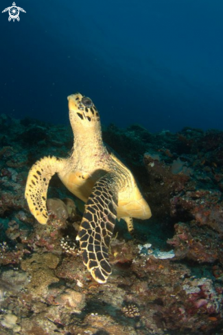 A Chelonia mydas | sea turtle