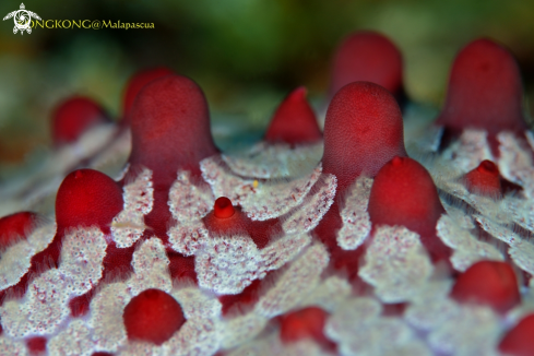 A Sea star