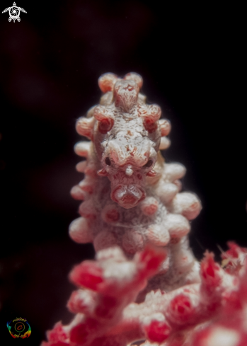 A Hippocampus bargibanti | Pygmy seahorse