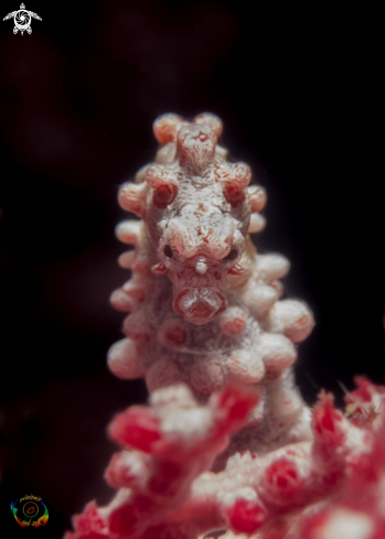 A Pygmy seahorse