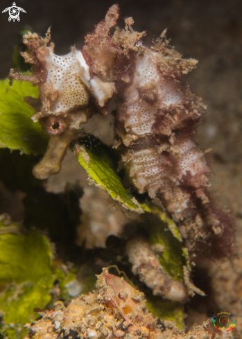 A Hippocampus spinosissimus | Seahorse