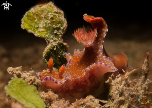 A Ceratosoma sp | Ceratosoma sp