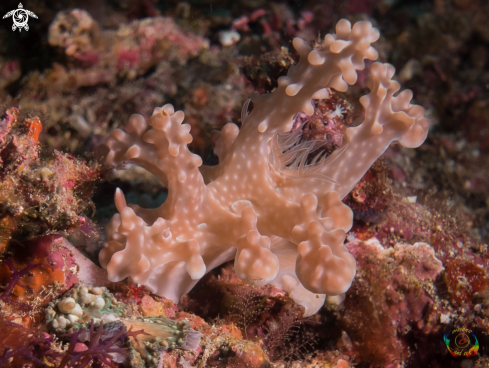 A Ceratosoma alleni | Ceratosoma alleni