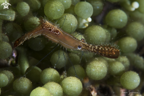 A Donald Duck Shrimp