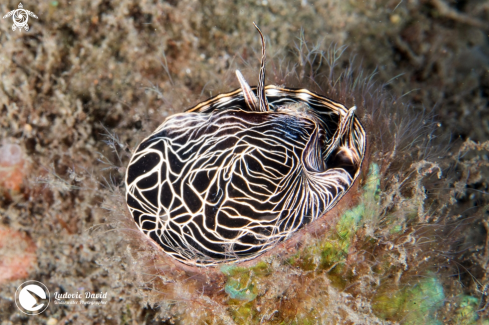 A Grand Coral Worm Snail