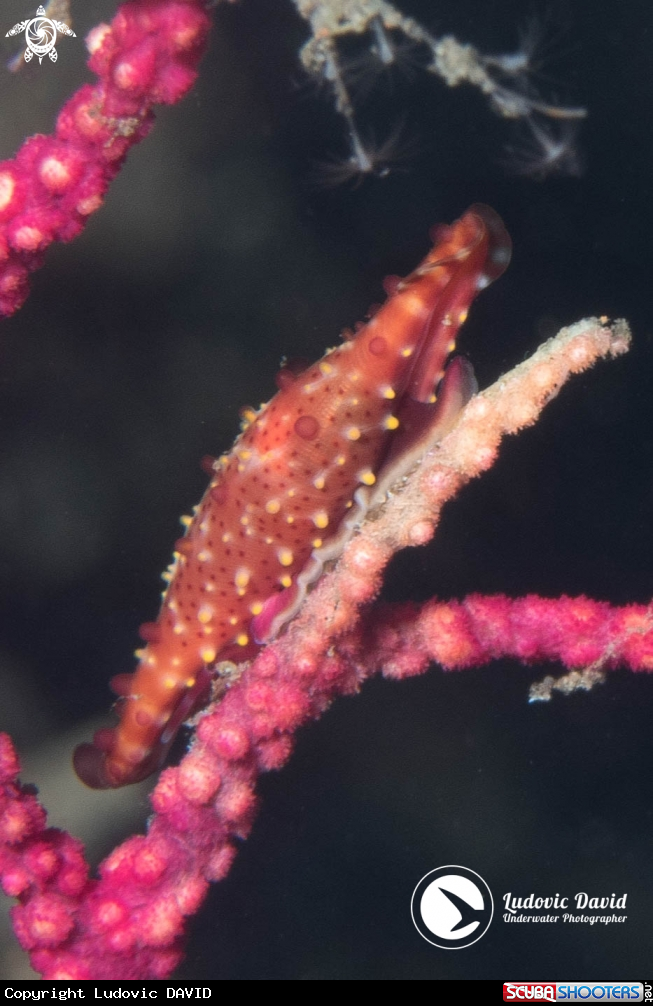 A Rosy Spindle Cowrie