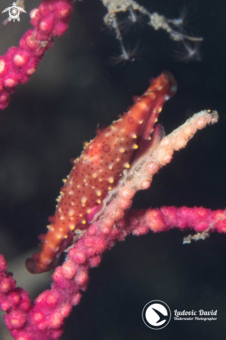 A Phenacovolva rosea | Rosy Spindle Cowrie