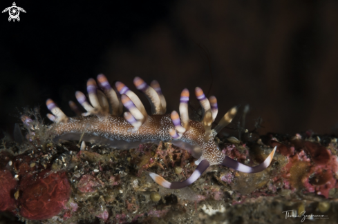 A Nudibranch 