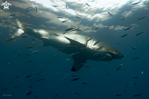 A Carcharodon carcharias | Great White Shark