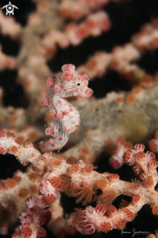 A Pygmy Seahorse Bargibanti 