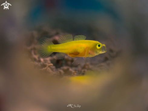 A Vomerogobius flavus | Lemon Goby