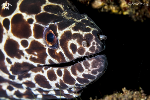 A Gymnothorax favagineus | LACED MORAY