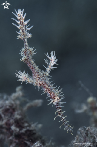 A Ghostpipefish