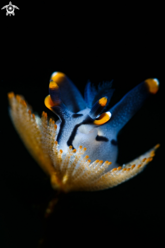 A Pikachu nudi