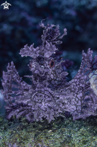 A Rhinopias scorpionfish