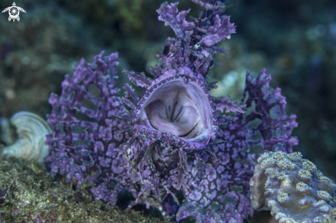 A Rhinopias scorpionfish