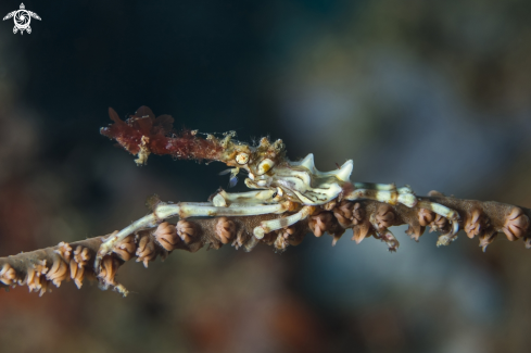 A Xenocarcinus tuberculatus | Wire Coral Crab