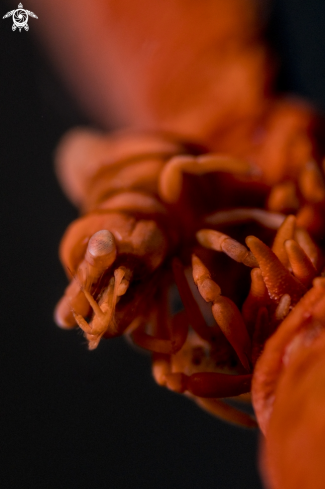 A Pontonides ankeri, | Anker's Whip Coral Shrimp