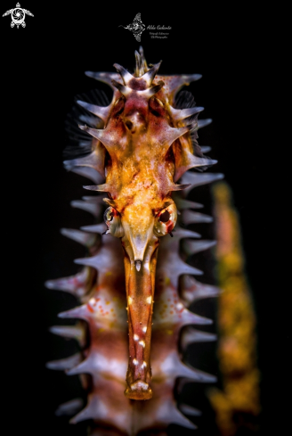 A Spiny Seahorse