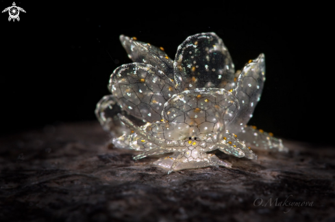 A Dark-Net Butterfly Slug Cyerce sp. 4, NSSI2