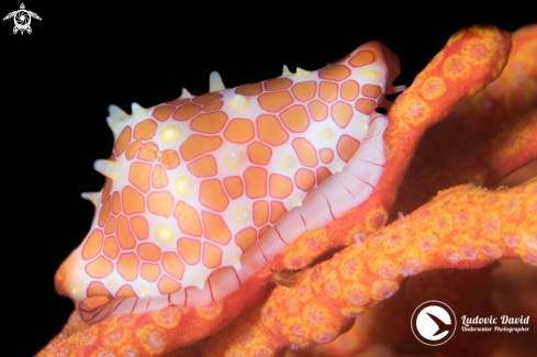 A Primovula rosewateri | Rosewater's Egg Cowrie