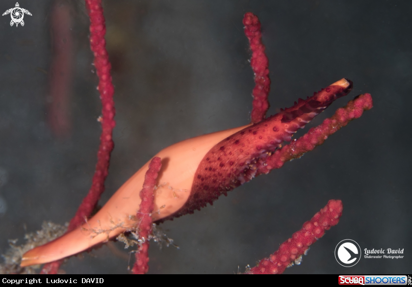 A Double-snouted Spindle Cowrie