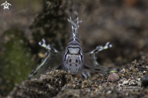 A Lionfish Juvenile