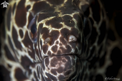 A Gymnothorax favagineus | LACED MORAY