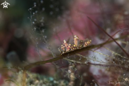 A Nudibranch 