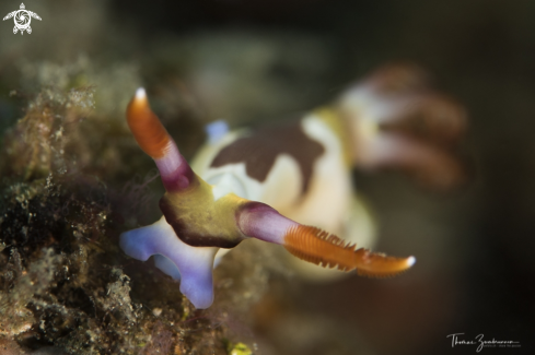 A Nudibranch 