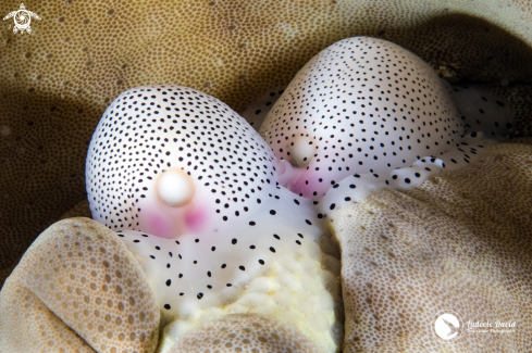 A Black-Spotted Egg Cowrie