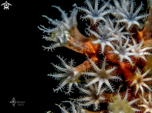 A Soft Coral