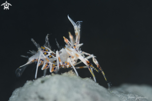 A Tiger Shrimp