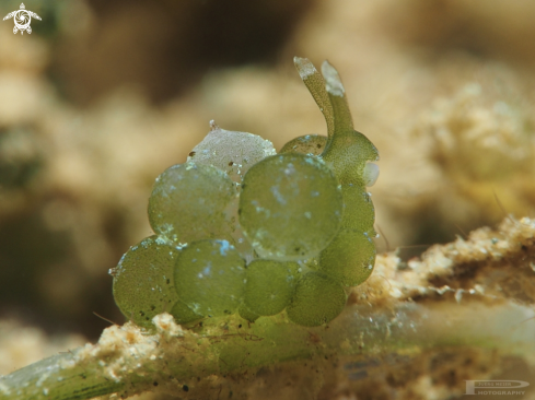 A Nudibranch